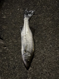 セイゴ（マルスズキ）の釣果