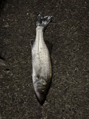 セイゴ（マルスズキ）の釣果