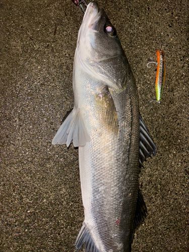 セイゴ（タイリクスズキ）の釣果
