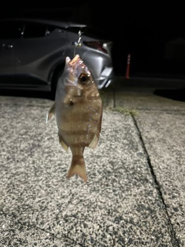 キジハタの釣果