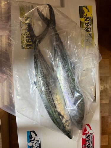 サゴシの釣果