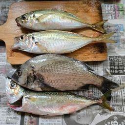 メバル