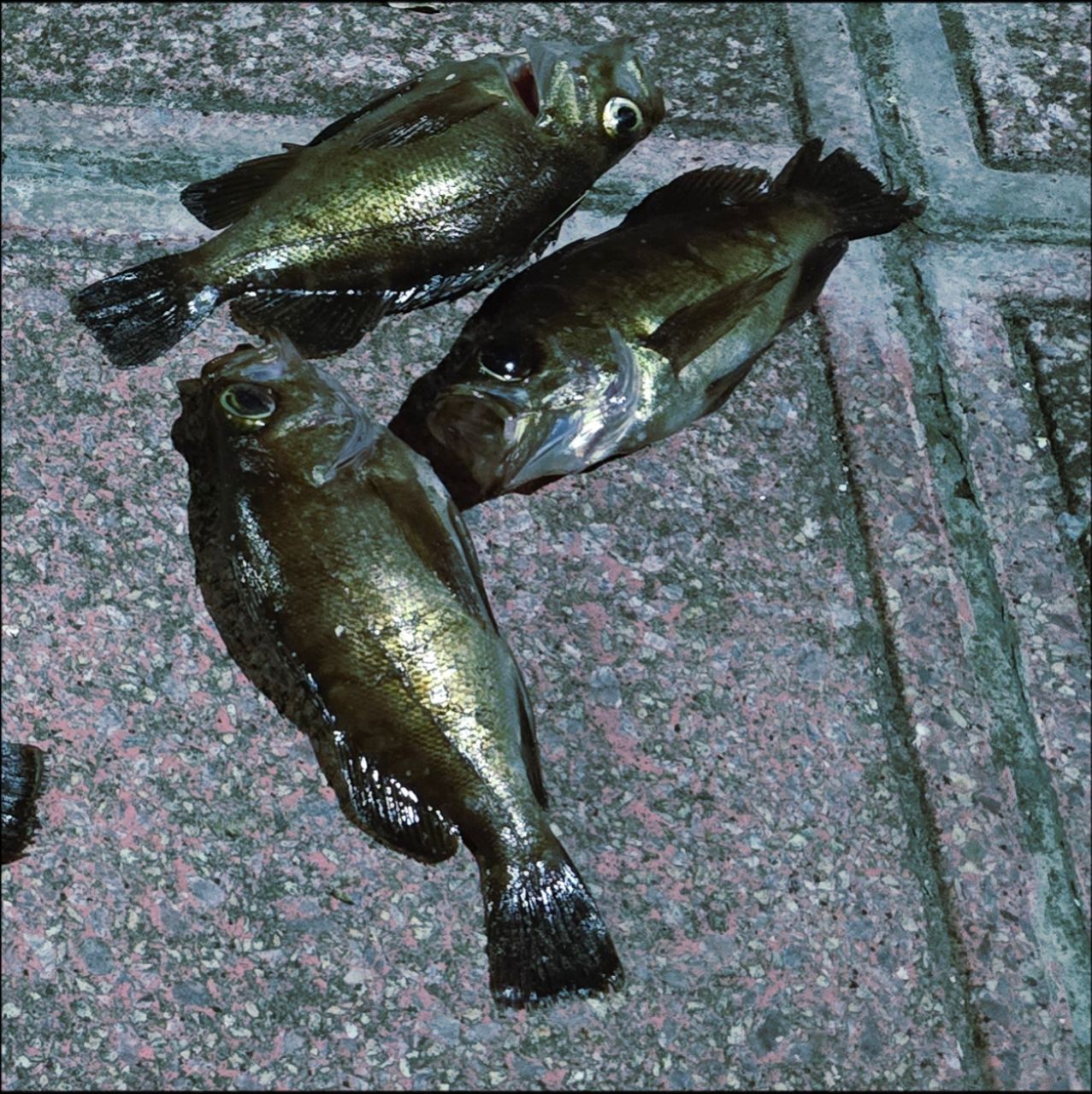 メバル