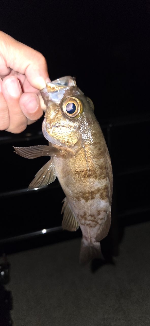 AbuGarcia エラディケーター リアルフィネスCMG ERFS-62LS-EXF-CMGの最