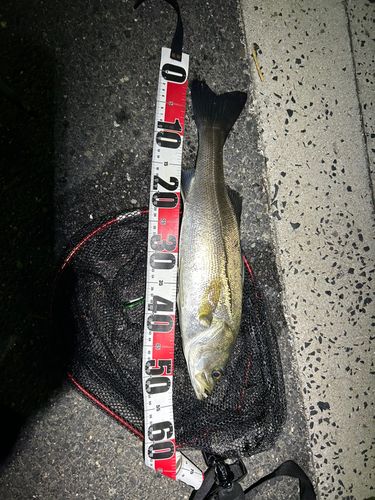 フッコ（マルスズキ）の釣果