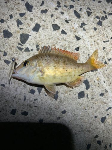 フエフキダイの釣果