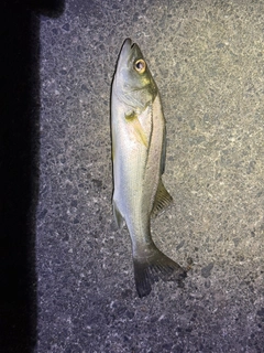 セイゴ（マルスズキ）の釣果