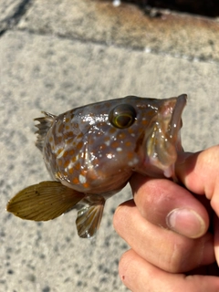 キジハタの釣果