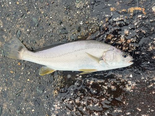 イシモチの釣果