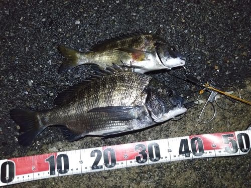 クロダイの釣果