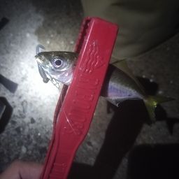 アジ