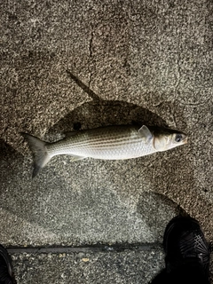 ボラの釣果