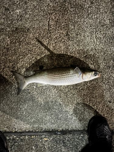 ボラの釣果