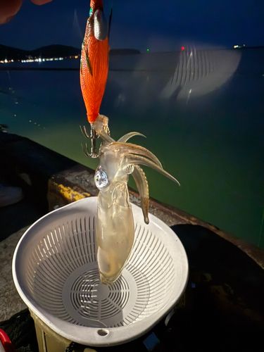 マメイカの釣果