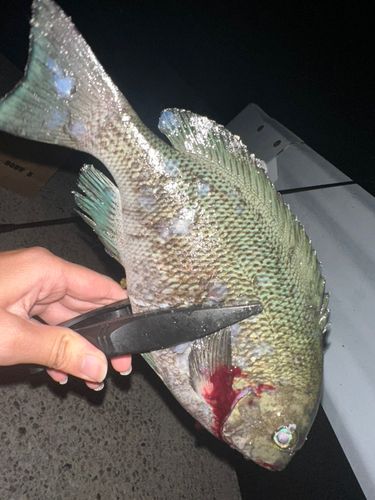 グレの釣果