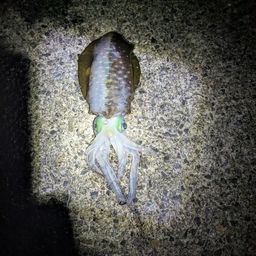 アオリイカ