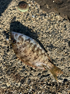 フエフキダイの釣果