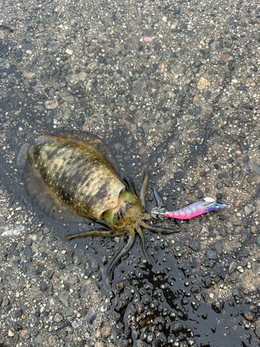 アオリイカの釣果