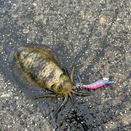 アオリイカ