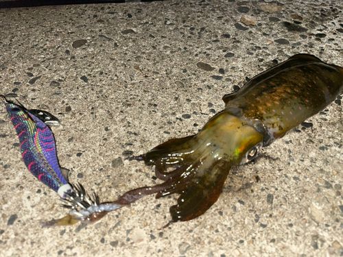 アオリイカの釣果