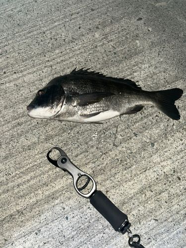 チヌの釣果