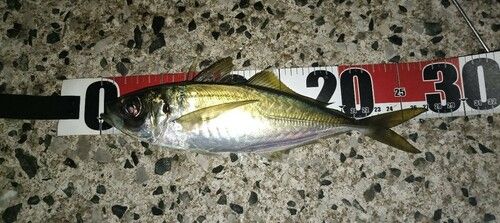 マアジの釣果