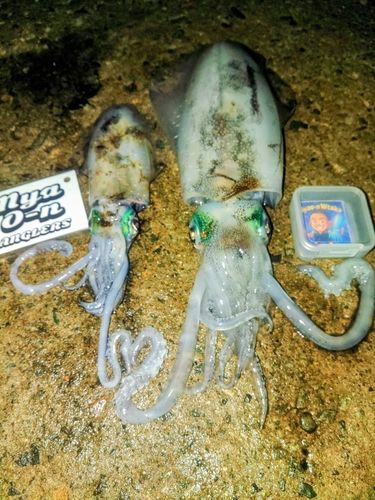 アオリイカの釣果