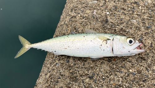 サバの釣果