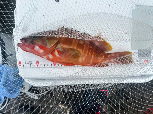 アカハタの釣果
