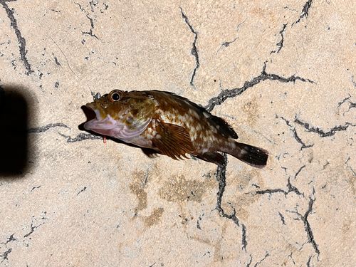 カサゴの釣果