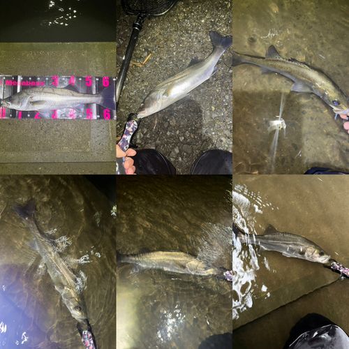 シーバスの釣果