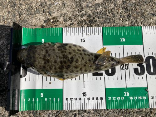 フグの釣果