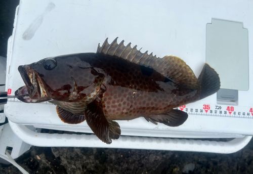 オオモンハタの釣果