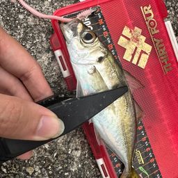アジ