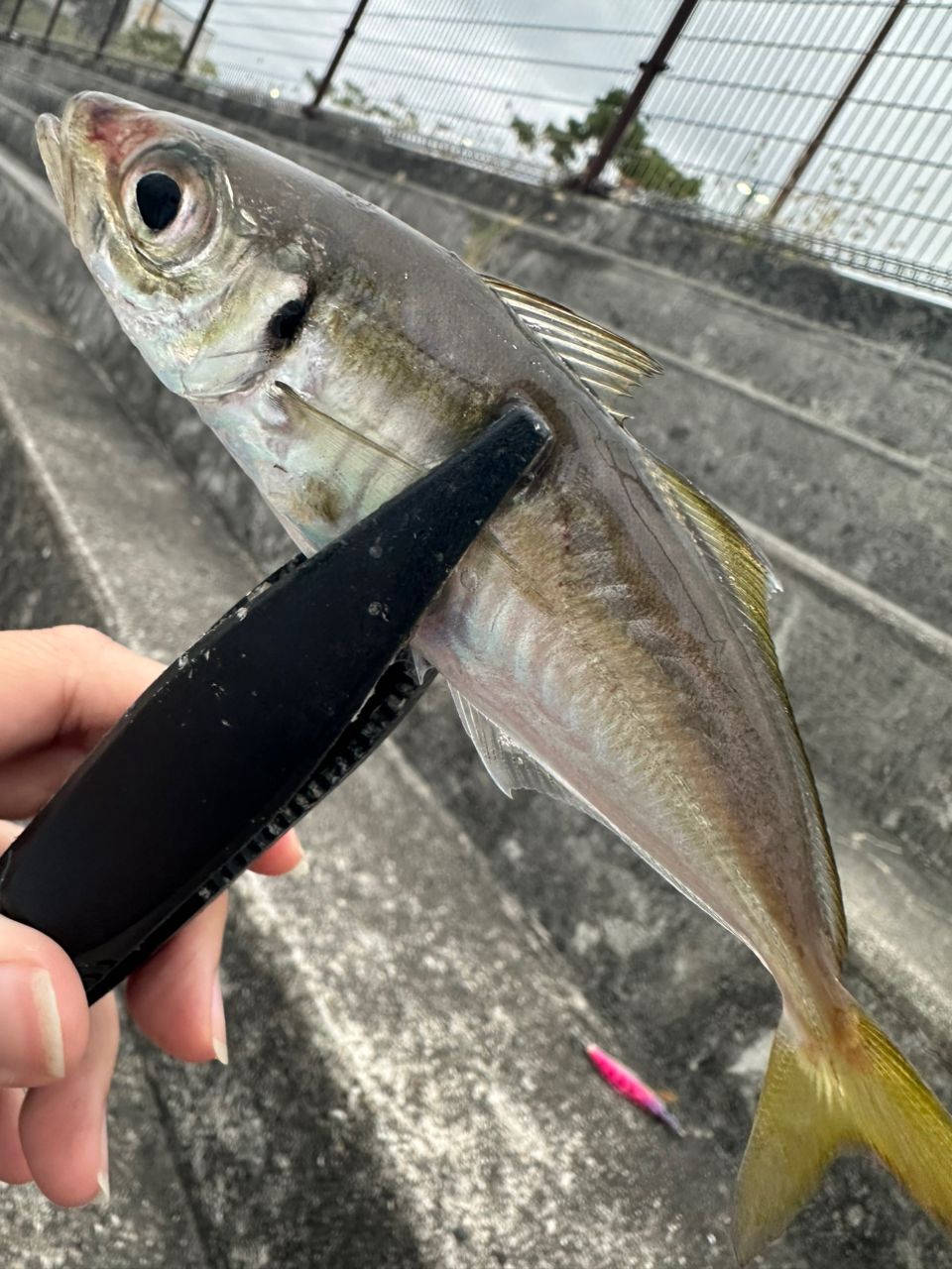 アジ