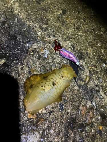 アオリイカの釣果