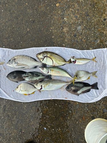 グレの釣果