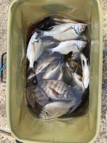 チヌの釣果