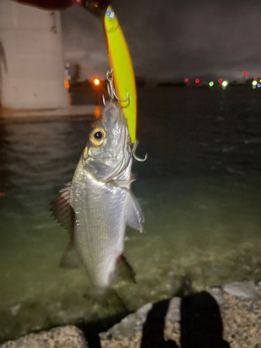 セイゴ（ヒラスズキ）の釣果