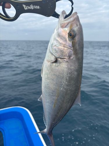 館山湾
