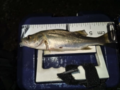 セイゴ(マルスズキ)の釣果