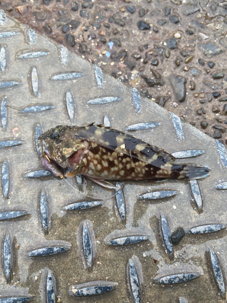 イシモチ