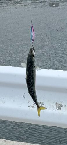 サバの釣果