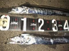 タチウオの釣果