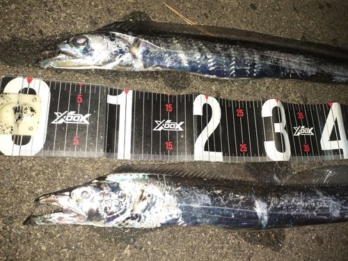 タチウオの釣果