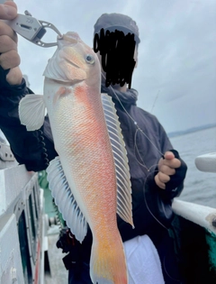 シロアマダイの釣果