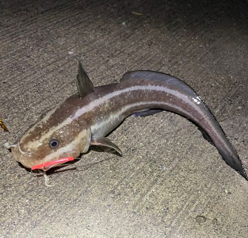 ゴンズイの釣果