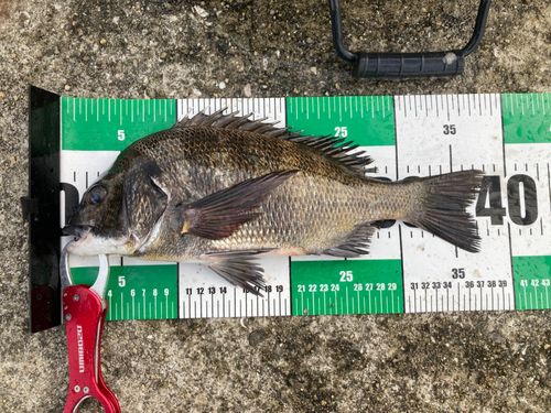 チヌの釣果