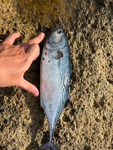 ヤイトの釣果