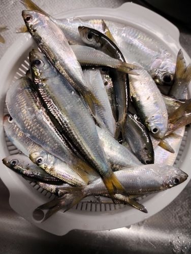 サッパの釣果